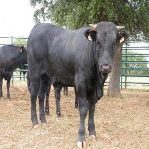  Veaux, Taureaux, Race Avileña - animaux vivants disposons de veaux et taureaux race avilena pour exportation,  nourris en plein air,  qualité viande exceptionnelle.