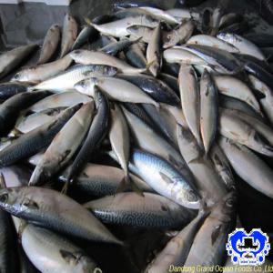  Maquereau Surgelé - poissons latin name- scomber japonicus pacific   --            95% n.w,  5% glacage,  bqf--taille - 80-100g, 100-200g, 200-300g, 300-500g/pc--condi-   10kg carton bqf----