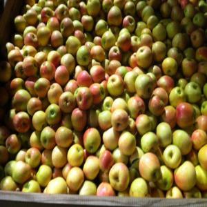  Pomme Golden Royal Gala - fruits et légumes vend pomme  rouge royal gala et golden dilicious  caisse de 8 kg avec 02 rang&eacute;s--peche et nectarines caisse de 8kg avec 2 ranger ou envrac de 10 kg