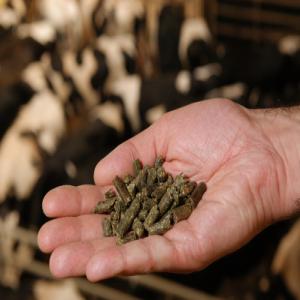  Aliemnt De Betail - aliments pour animaux  nous sommes une société turque qui se spécialise dans le domaine vente des equıpment des  aliment  de betail   avec de milleure prix et milleures conditions de la livraison.----le groupe fournit une assistance technique de conseil,  de service et de soutien pour tous ses cl