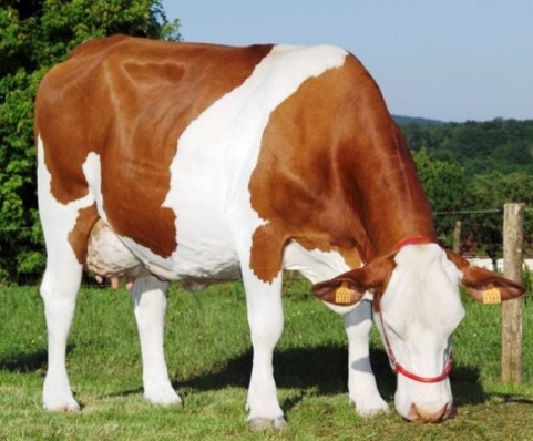  Genisses Pleines, Vaches Laitieres - animaux vivants société algerienne spécialisé dans l'importation de bovins (genisses pleines) et la commercialisation de materiels et equipements professionnels pour l'élevage bovins.----une gamme complète et adaptée de materiel d'elevage- refroidisseurs à lai