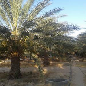  Dattes Deglet Ennour De Tres Bonne Qualité - fruits et légumes producteur des dattes réglet ennour  vend 15 à 20 tonnes des dattes fraiches ,  récolte 2018/2019--origine - tunisie	--prix - 2.5 euros le kg--incoterms -  exw ex-work ( départ usine )--emballage - caisses plastiques des dattes de 5-10-15 kg (possibilité d’autres em