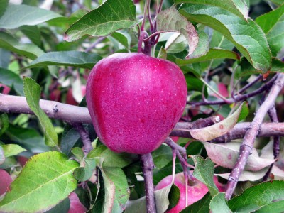  Pommes De Pologne - fruits et légumes la saison de pommes vient juste de commencer en pologne. nous avons a offrir de la pommes rouge telle que jonagored,  champion, idared et gloster prix exw 0, 42euro/kg,  ainsi que la gala must et golden prix exw- 0, 47euro/kg.  emballage caisse en bois de 13, 5kg. n'hesitez pas a nous contacter pour plus 