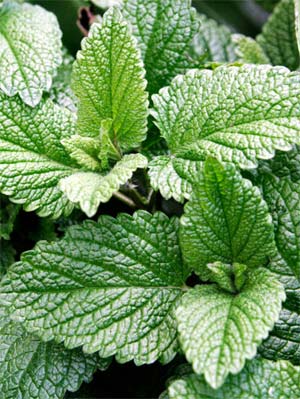  Menthe Fraiche - fruits et légumes bonjour, nous sommes une soci&eacute;t&eacute; marocaine exportatrice menthe-fraiche, coriande, perssil.pour plus d'informations veuillez bien nous contactez.merci.