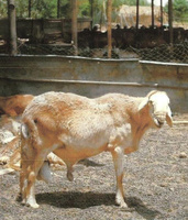  Live Sheep For Sale - animaux vivants hi,  --we can supply huge number of merino and dorper sheep in huge numbers.our fob price is 90-100 dollars for 35- 45 kg sheep...