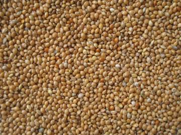  Millet - céréales humidité- max.12%--impuretés- max.2-3%--grains imparfaits- max.2%--grains de couleur autres- max. 8%--emballage- 25kg/50kg / sac------si vous etes intéressé,  s'il vous plaît contactez-nous première fois! veuillez attendre vos demandes de renseignements.---- -