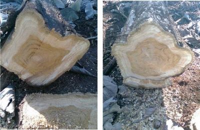  Vente Importante De Bois Teck - bois charbon fibre vente importante de bois teck--- *1500 pied.-- *preference-acheteur indien-- *prix tres abordable et stock limite-- *age du bois- entre 18 et 20 ans