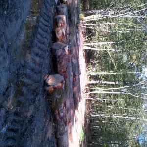  Offre Grumes De Chene - bois charbon fibre nous disposons de grumes de chene de france--choix b/c  possible a (mais quantit&eacute; restreinte  )--diametre 30 cm et +----possible livraison containers ...----lieu de visite france jura region de dole