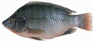  Vente De Poissons - poissons grossiste en poissons recherche des revendeurs  pour la vente de poissons frais non congel&eacute;s,  peche du jour!!! tilapias,  sosso,  machoiron d'eau douce,  capitaine d'eau douce...