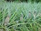  Grandes Domaines D'ananas D'une Espace De 50hect - jus concentré sirop nous avons une domaine de 50 hectares de production d'ananas pour mettre à vente notre produit à toutes personnes intéressés--merci