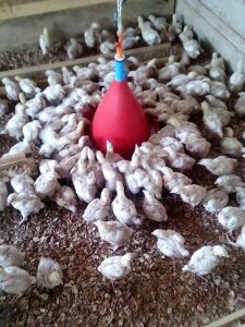  Besoin Urgent De Poussins D'un Jour - animaux vivants je recherche un fournisseur de poussins d'un jour pour 500 poussins livrés à yaoundé - cameroun pour,  urgent,  date de livraison souhaitée 25 avril - 27 mai 2019--le sérieux est demandé--merci d'avance--