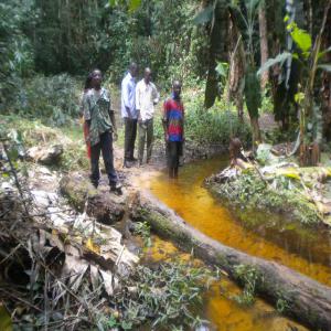  Ha Terre Fertile Cultiver Au Cameroun - Investissement capitaux 2 hectares de terre fertile à cultiver  dans le centre sud du cameroun.toutes propositions sérieuses et honnetes de collaboration financière et technique seront les bienvenues.