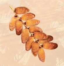  Deglet Nour - fruits et légumes je suis un fournisseur tunisien ,  je possède une grande quantité de deglet ennour  (datte ennour) (1 er choix ) dédié pour l'exportation ou pour le marché local  avec un prix très compétitif et intéressant de  2.5 tnd / kg / fob ( 2500 tnd /ton