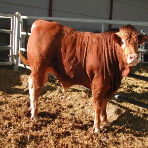 Ventes De Bovins - animaux vivants espagne vente de bovins de qualite pour l´engraissement et abattage, croises de charolas/limousin,  holstein nous pouvons participer pour une aide et solutions dans l´alimentastion en general pour obtenir toute une r&eacute;ussite avec des co&ucirc;ts r&eacute;duits.