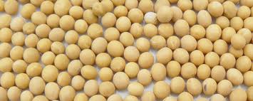  Sodja De Bonne Qualité - céréales je suis un commer&ccedil;ant dans la zone de savalou au benin sp&eacute;cialis&eacute; dans l'achat et vente des c&eacute;r&eacute;ales de bonne qualit&eacute;.la campagne de sodja viens de demmarer et je recherche toute personne inter&eacute;ss&eacute;e pouvant rentrer en partenariat avec moi. je d