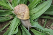 Helix Aspersa Maxima Snails - coquillage crustacé hello. our business--specializes in--the worldwide export of live snails (helix aspersa maxima--(gros-gris) and helix aspersa muller and raw produce of--snails  caviar. live snails are exported only during high season--(september-december) and caviar--all year round.snails are grown organically--wit