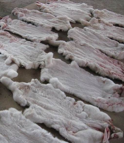  Peau De Lapin Fraiche - conditionnement nous pourons vous procurer des peaux de lapin fraiches bien coditionn&eacute; cif sur votre pays  nous recherchons des acheteurs s&eacute;rieux et  pour toutes autres info veuillez nous contactez