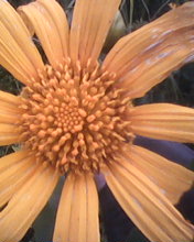  Vente De Fleure Margueritte - horticulture plante biocarburant salut a tous je dispose d'une grande parcelle ou je cultive la fleure margueritte pour tous ceux qui sont int&eacute;ress&eacute;  .