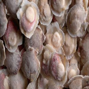  Coquille St-jacque - poissons nous proposons le produit coquille saint-jacque avec demi-coque.la taille est comme 8-9, 9-10, 10-12cm/pc.nom de latin est patinopecten yessoensis.vous etes toujours les bienvenus me contacter à tout moment pour toute information.merci à vous。 -- 