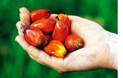  Huile De Palme, Huile De Colza - huiles urgent urgent--quantit&eacute; de 500mt par mois x 12 mois au prix de 580$/mt fob. pfa - base 2% max3% .fraction en proportion sans moisissures.--impropri&eacute;t&eacute;s max 0.5%.linolemic acide max0.3% &agrave; l arriv&eacute;e. rempli norme de la cee.--sgs , certificats d analyse, phitosanitaire.