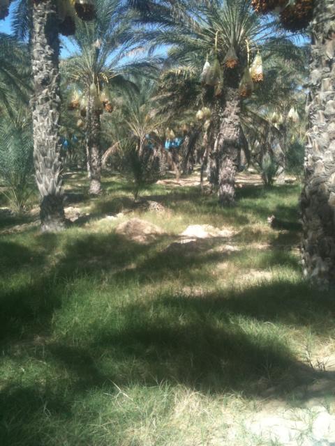  Investiseur Et Clients - fruits et légumes société en agroalimentaire import export  situé  en tunisie  vend dattes daglet nour   et fruits et légumes cherche  collaborateurs  et clients possibilité de monter une  usine de conditionnement  pour plus d information me contacter merci--
