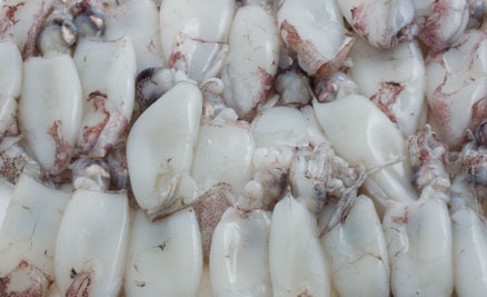 Calamar Poulpe Et Seiche Congele Congelee Maroc Recherche De Client Espaceagro