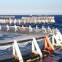 aquaculture marine et continentale(bar et tlapia)
