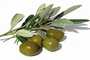 l'huil d'olives haute de qualité