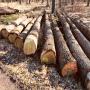 grumes de bois europeens durs et tendre