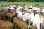 moutons agneaux brebis vaches chevres boucs