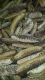 concombre de mer