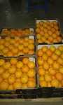 clementines du maroc