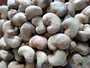 raw cashew nuts from <b>benin</b>