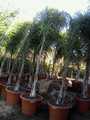palmier arecastrum