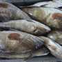 export poissons frais