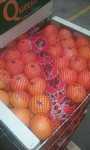 mandarine clémentine import export