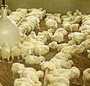 panneaux agricoles avicoles