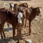 etude et ralisation de projets agropastoraux 