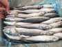 mackerel offer -china