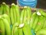bananes cavendish