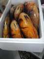 vente de poissons 