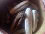 sea cucumber