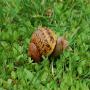 escargots vendus