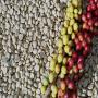 <b>coffee</b> from <b>brazil</b> directly from the producer.
