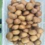 kiwi <b>fruit</b>