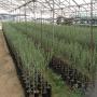 <b>sapling</b> of <b>olive</b> tree