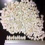 pumpkin seed in shell crop 2020 all caliber