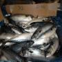 poisson congelé,  grand variétés des espèces