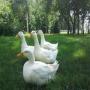 canard de pekin
