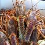 j'achte des langoustes vivantes de madagascar